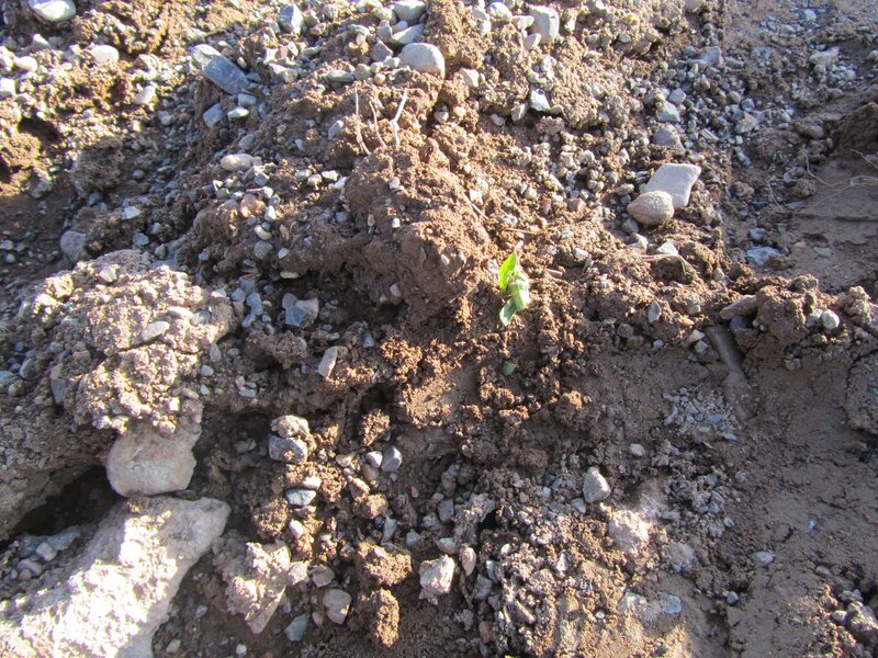 seedling in rocky soil