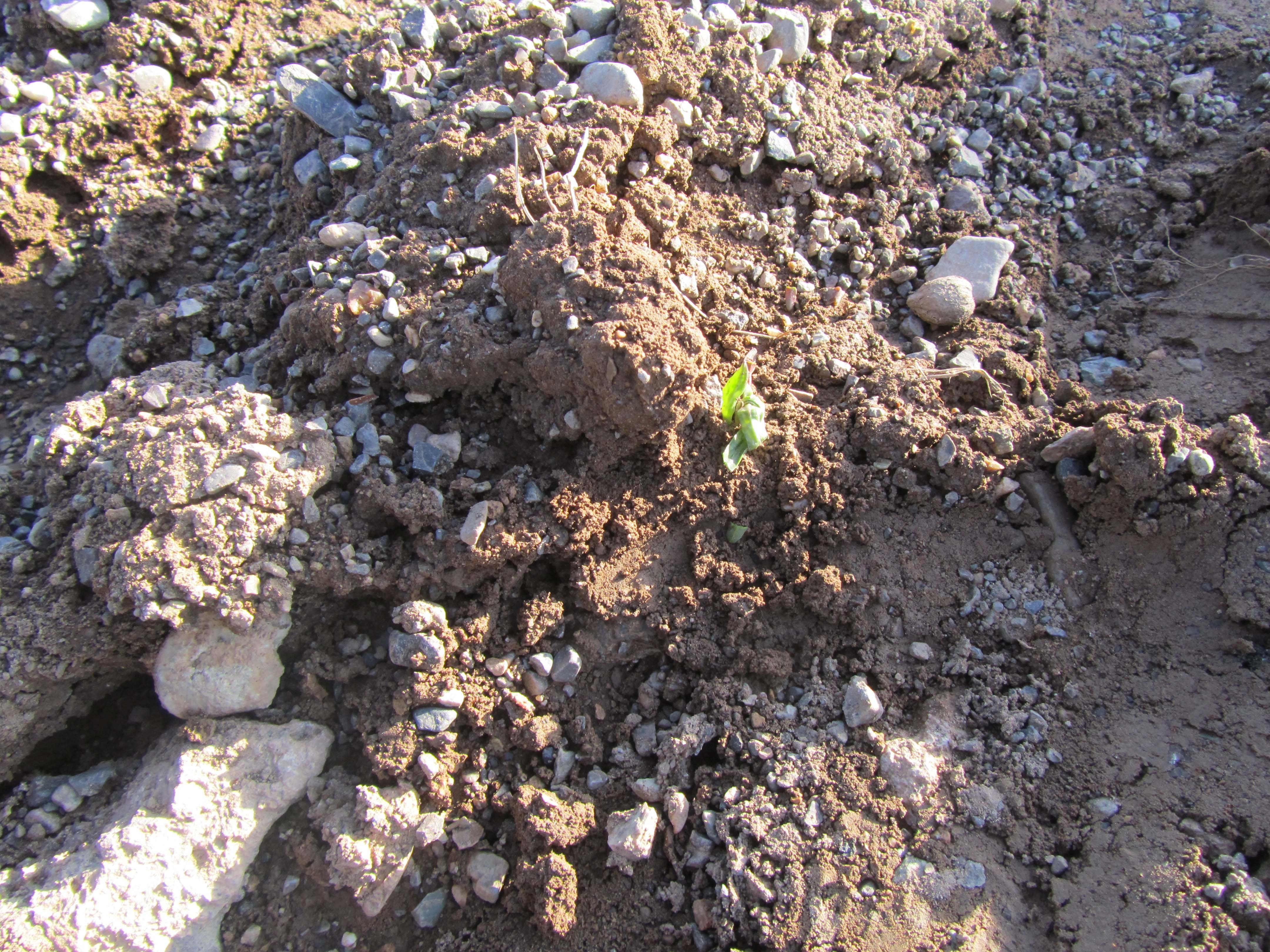 seedling in rocky soil