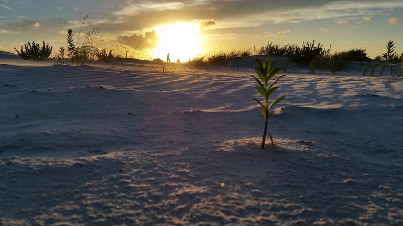 Seedling in Sand Dune