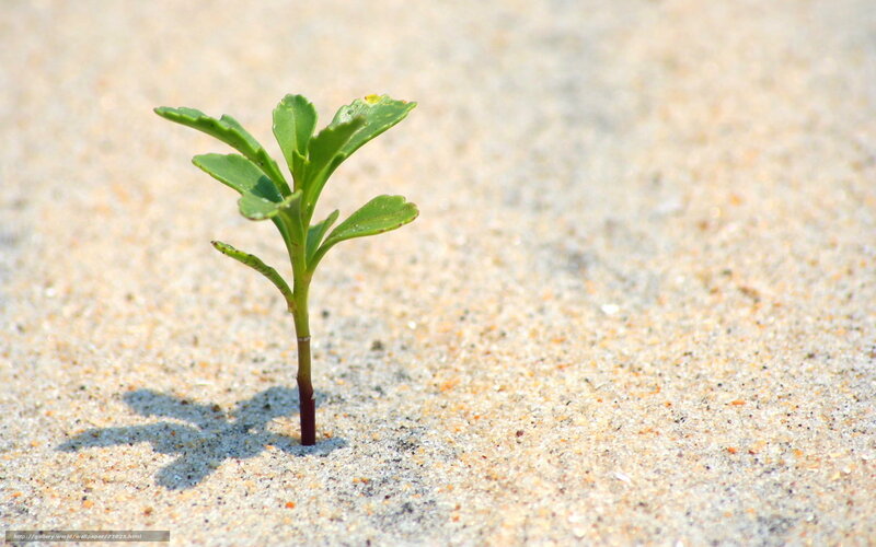 Seedling in sandy soil