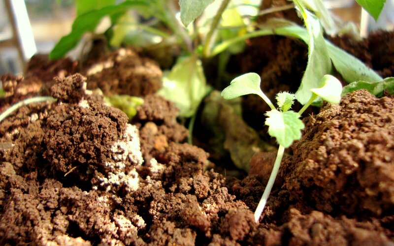 Seedling in Soil