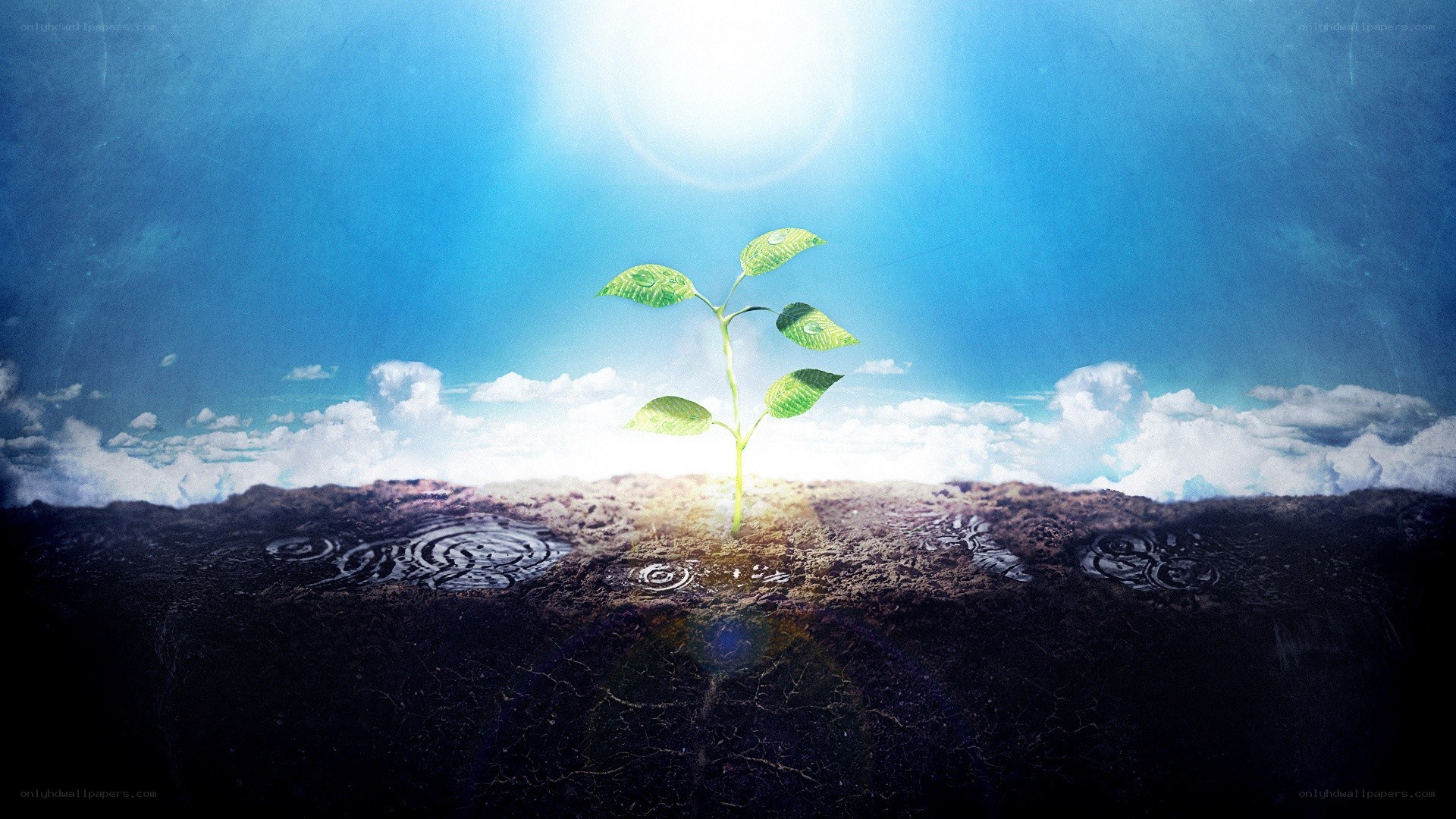 Seedling in sunlight