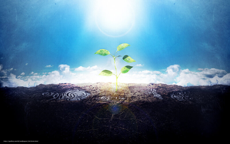 Seedling in sunlight