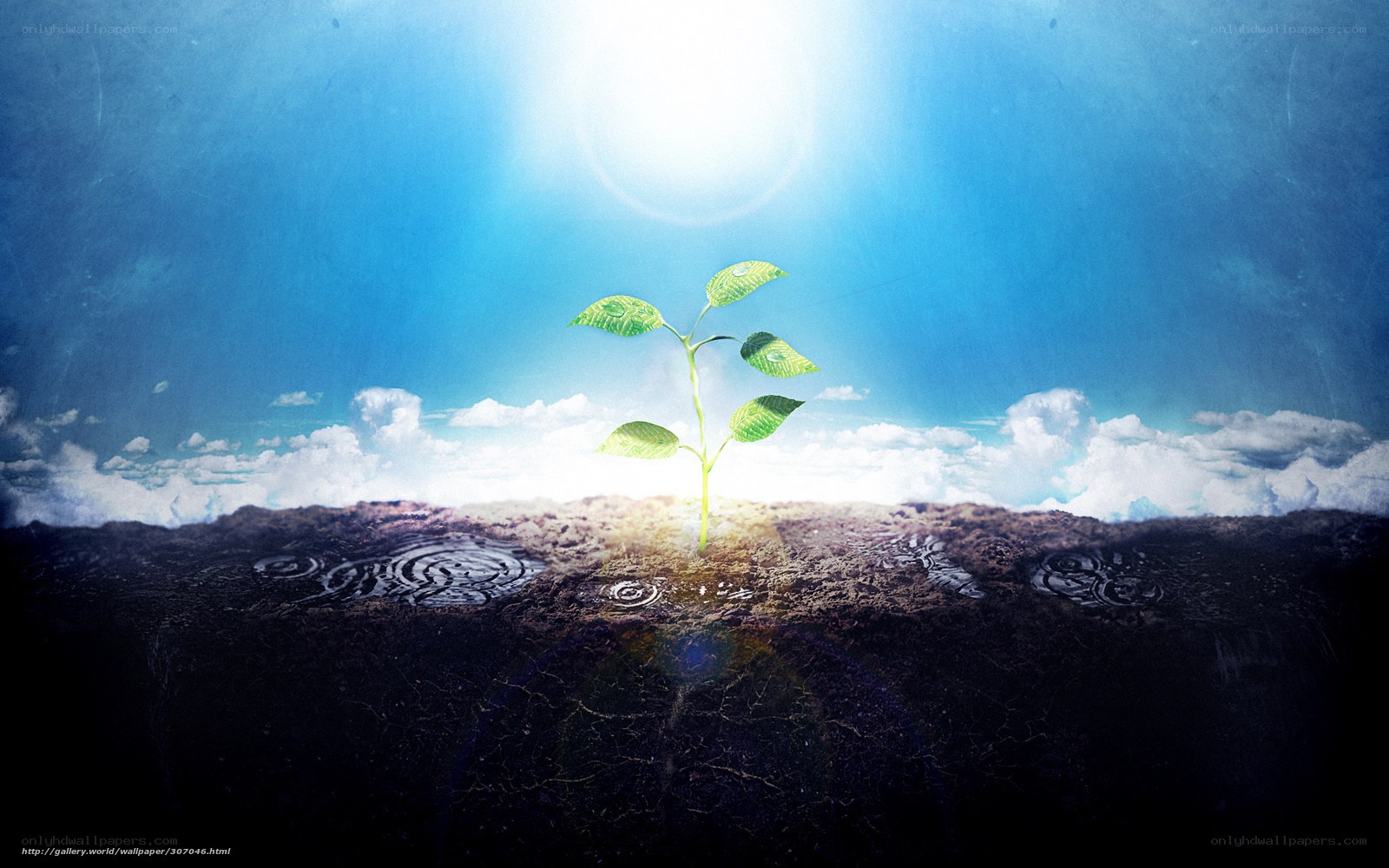 Seedling in sunlight