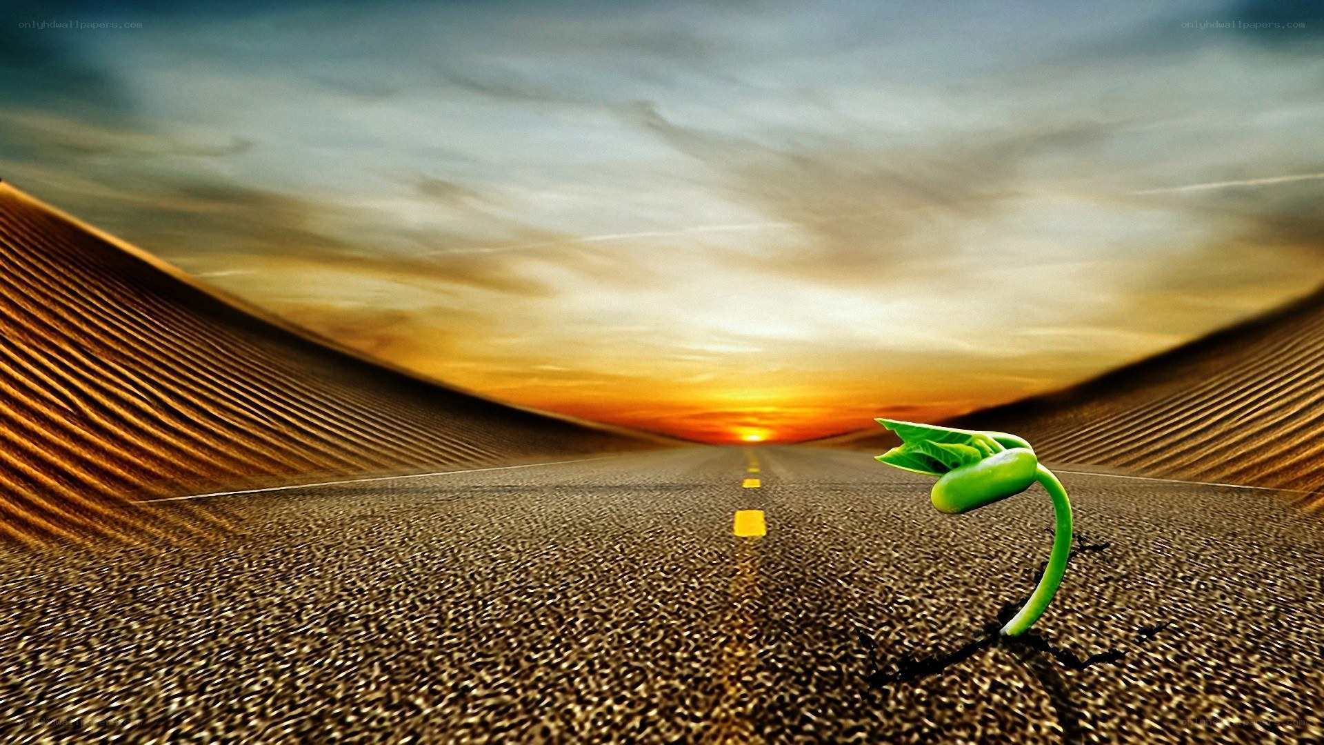 Seedling on a desert road