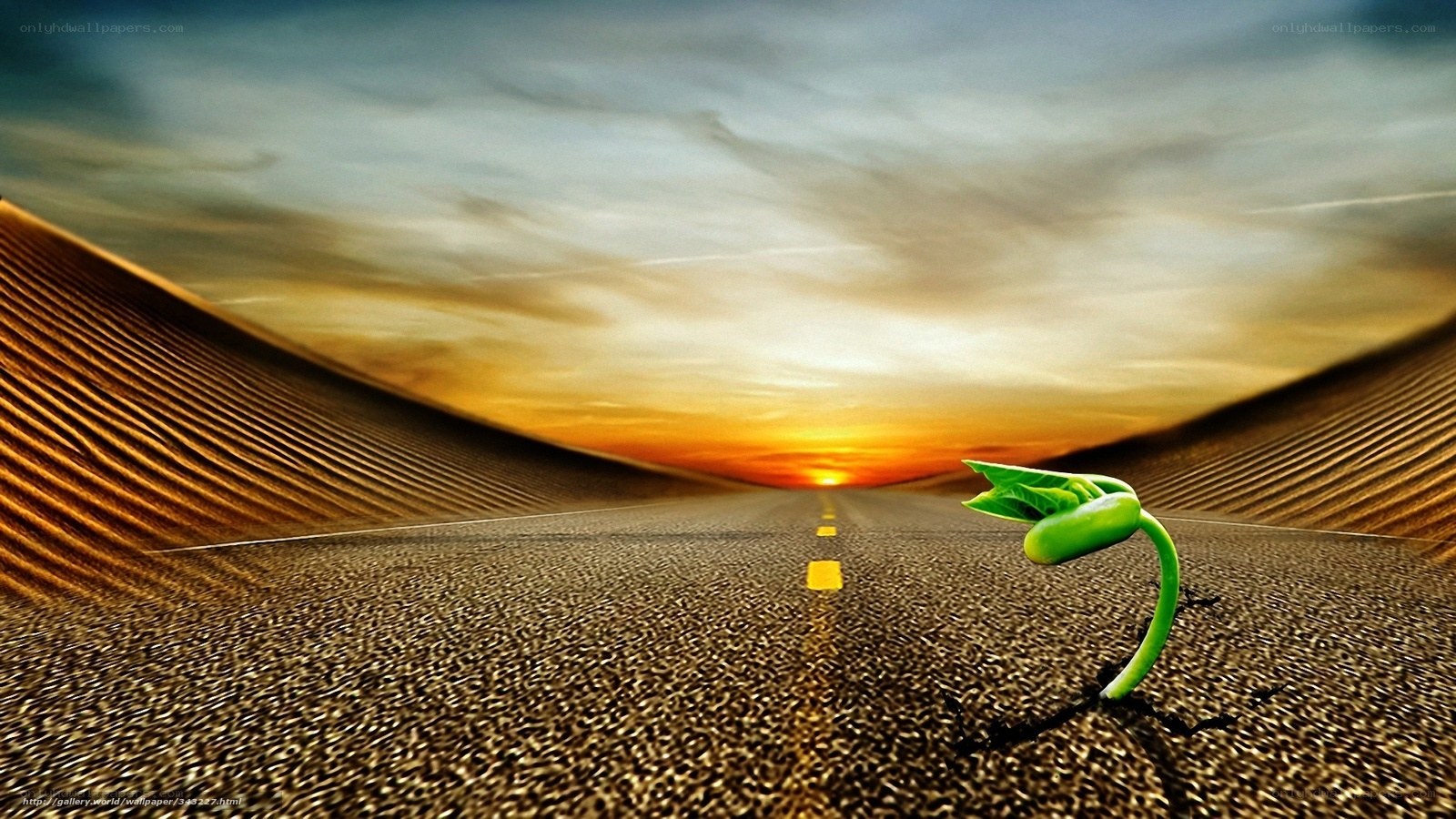 Seedling on a road at sunset