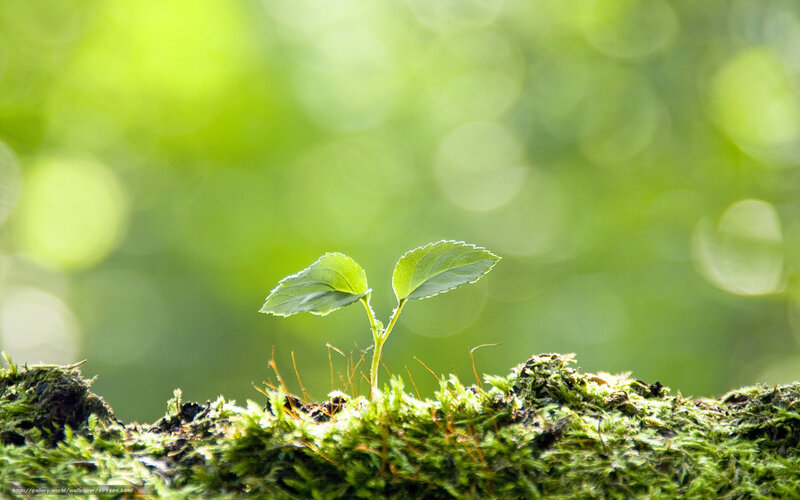 Seedling on Moss — Green