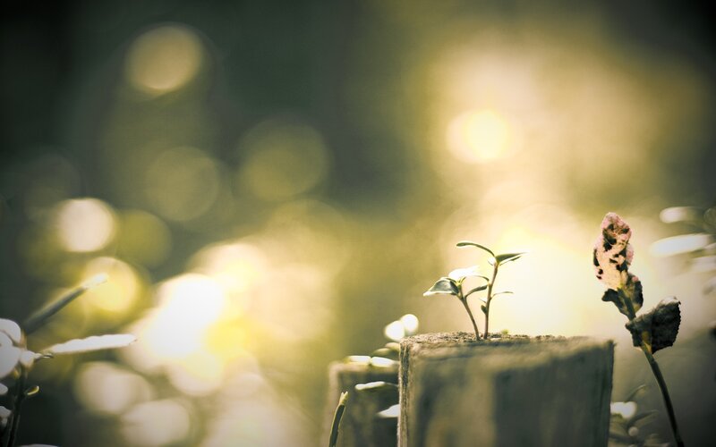 Seedling on Wooden Post