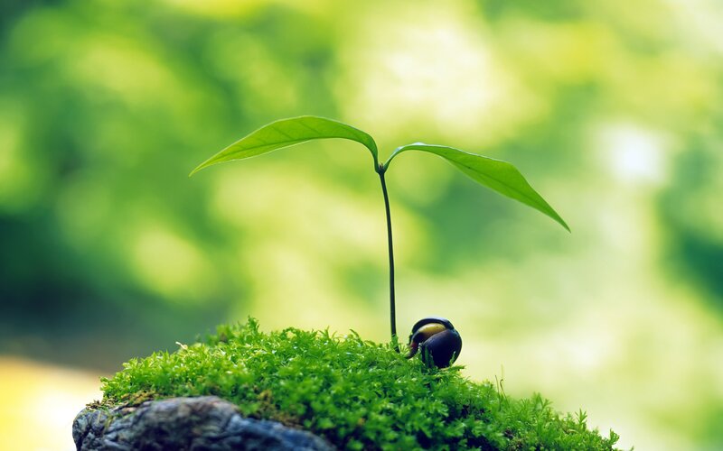 Seedling sprouting from moss