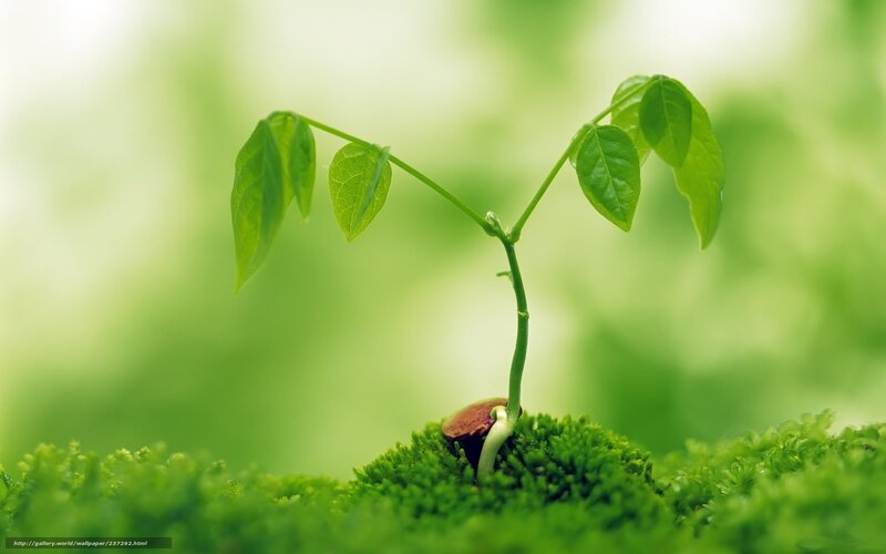 Seedling Sprouting from Moss — Green, Serene