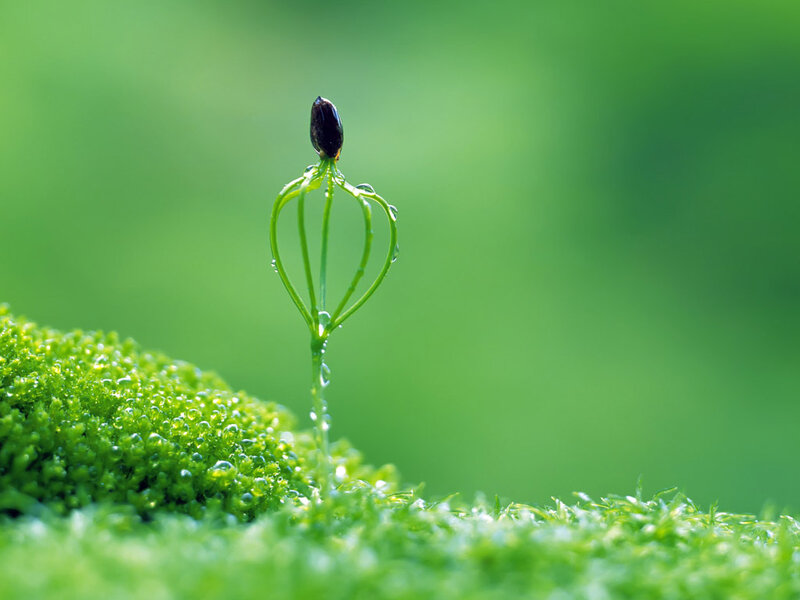 Seedling Sprouting from Moss — Green