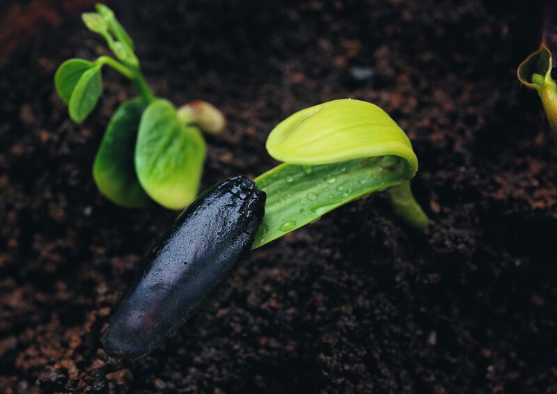 Seedling sprouting from soil