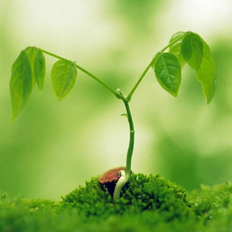 Seedling Sprouting from Soil — Green, Serene, Photograph