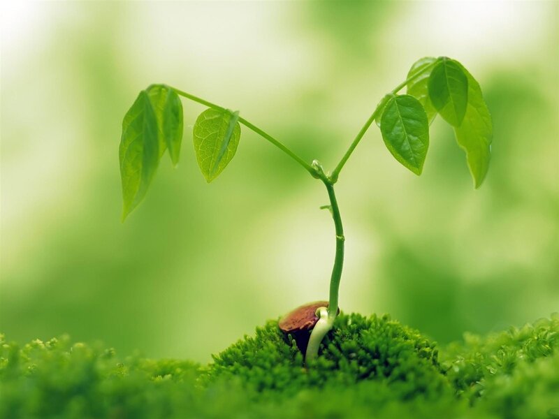 Seedling Sprouting from Soil — Green, Serene