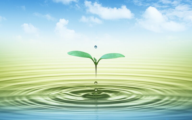 Seedling sprouting from water