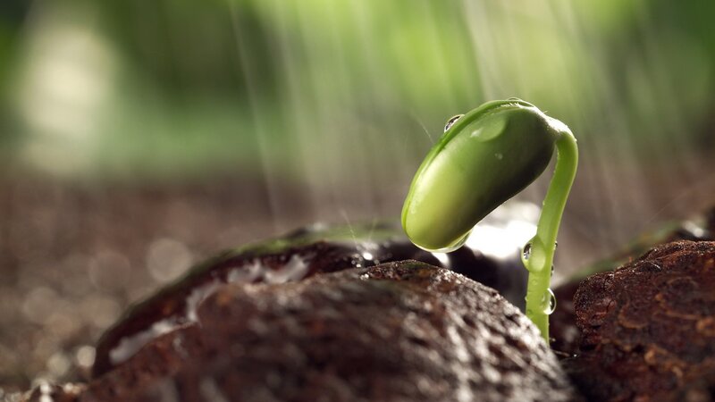 Seedling sprouting in rain