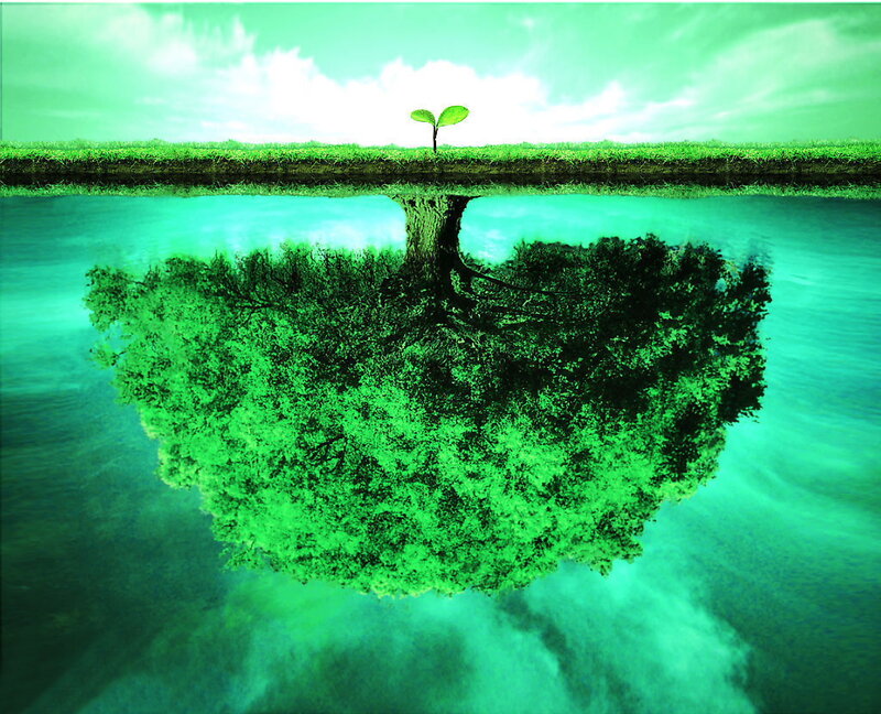 Seedling Tree Reflection