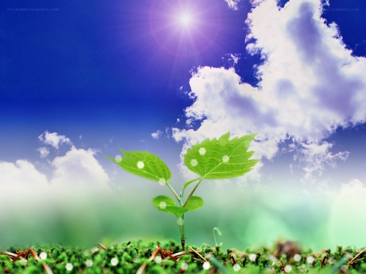 Seedling under sunny sky