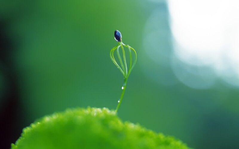 Seedling with dew drop