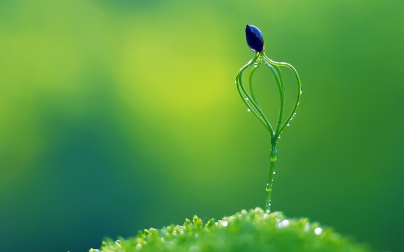 Seedling with Dew Drops — Green, Serene