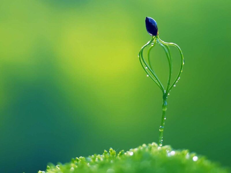 Seedling with Dew Drops — Green