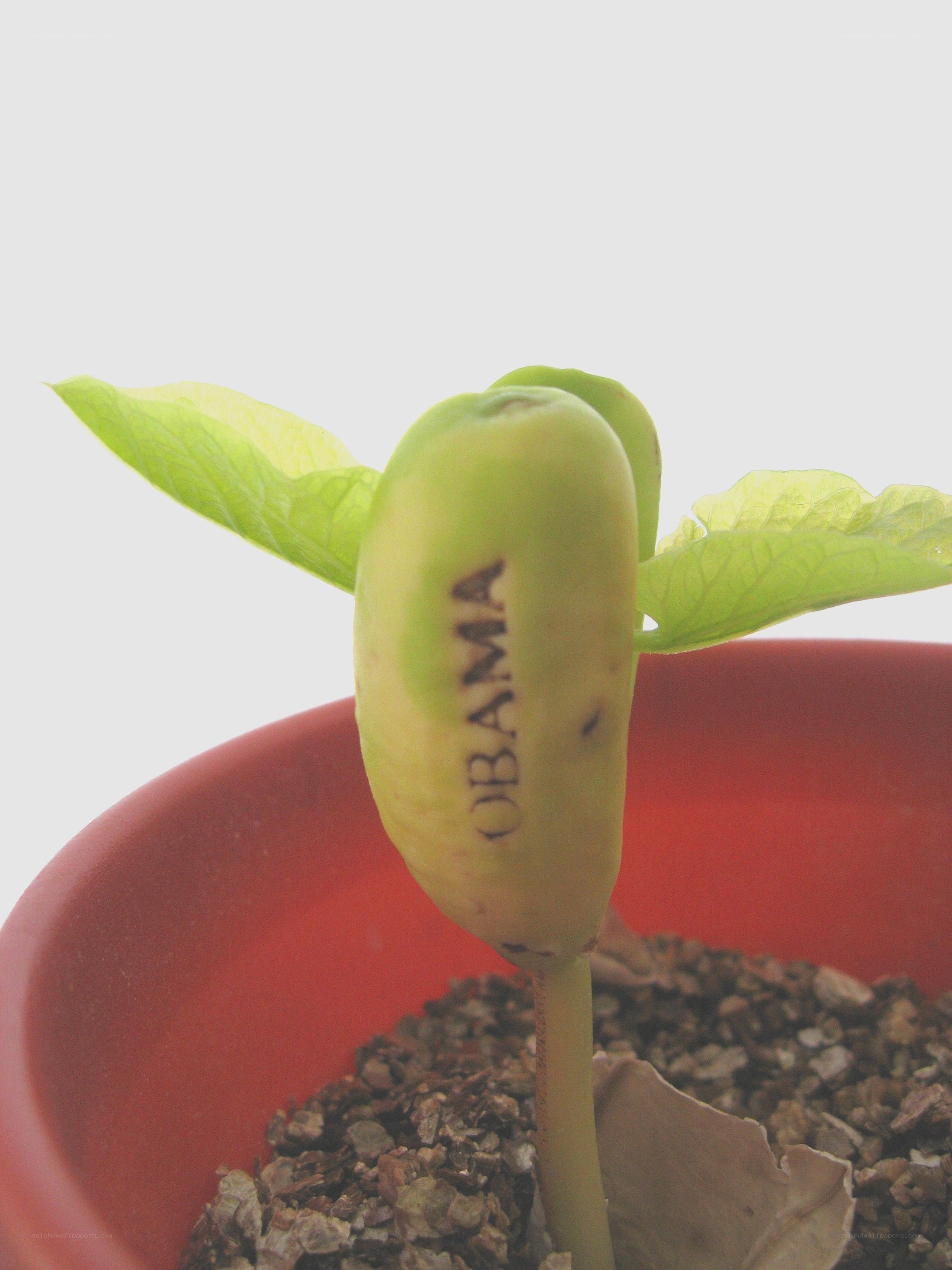 seedling with 'OBAMA' text
