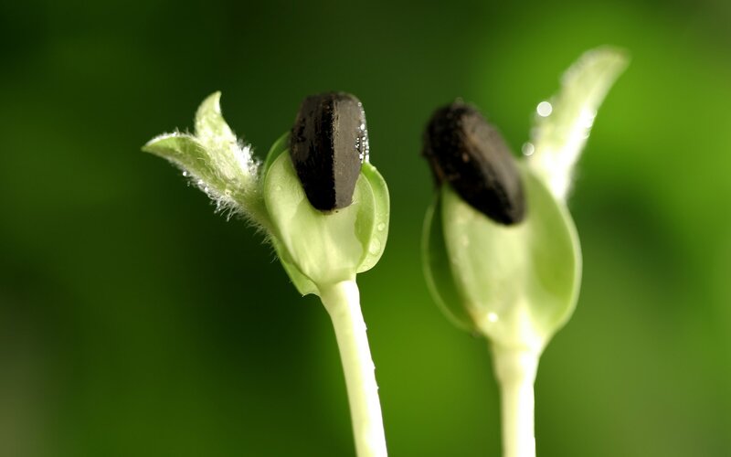 Seedlings emerging from seeds