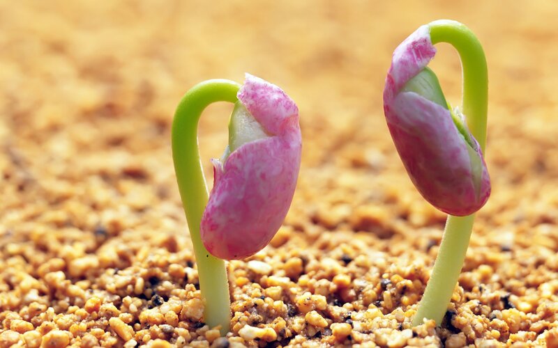 seedlings emerging from soil
