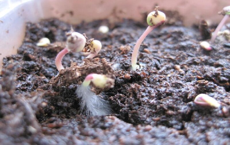 Seedlings Emerging from Soil — Brown
