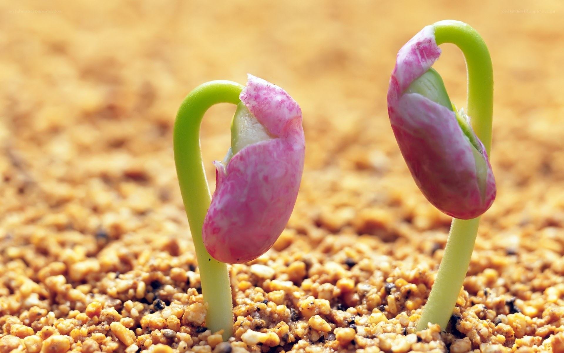 seedlings emerging from soil