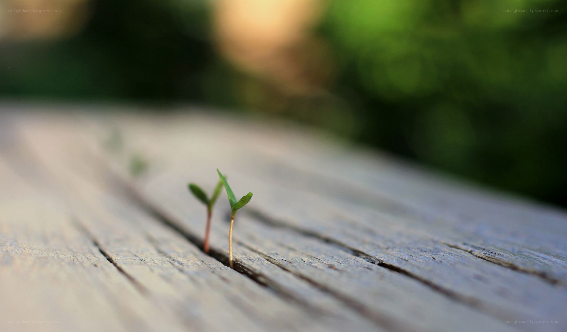 Seedlings growing in wood