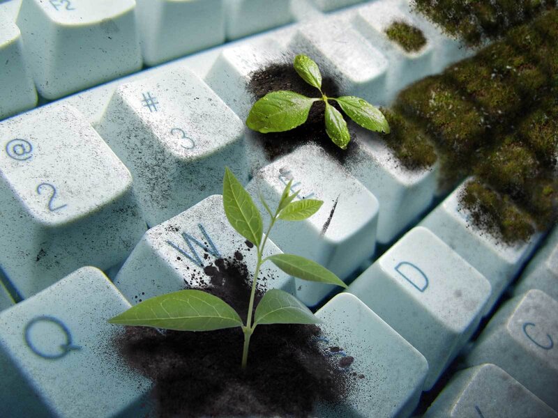 Seedlings Growing on Keyboard — Green