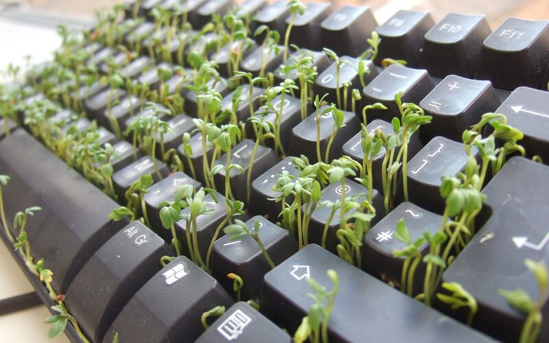 Seedlings Growing on Keyboard