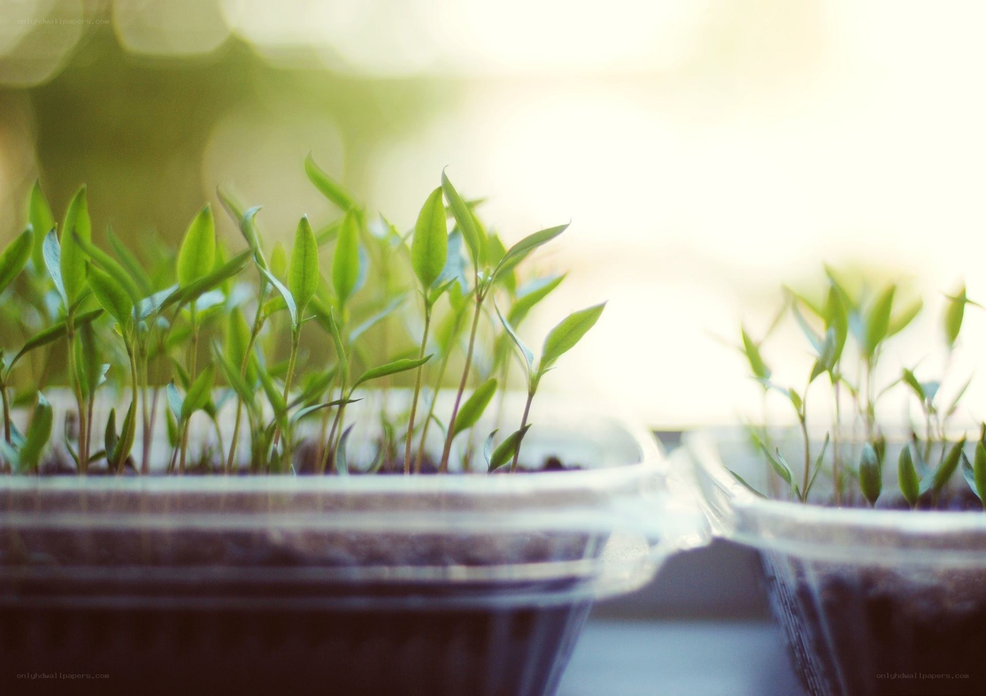 seedlings in a container