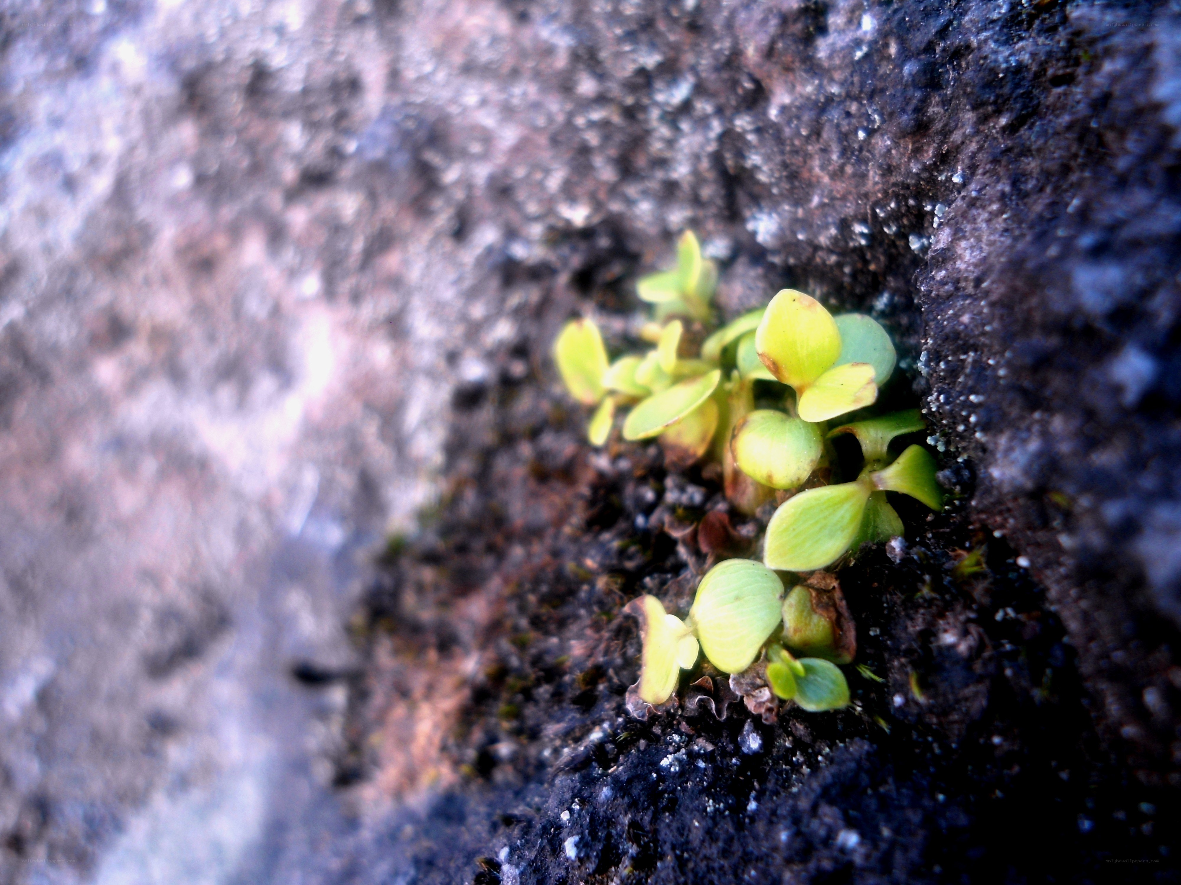 Seedlings in a crack
