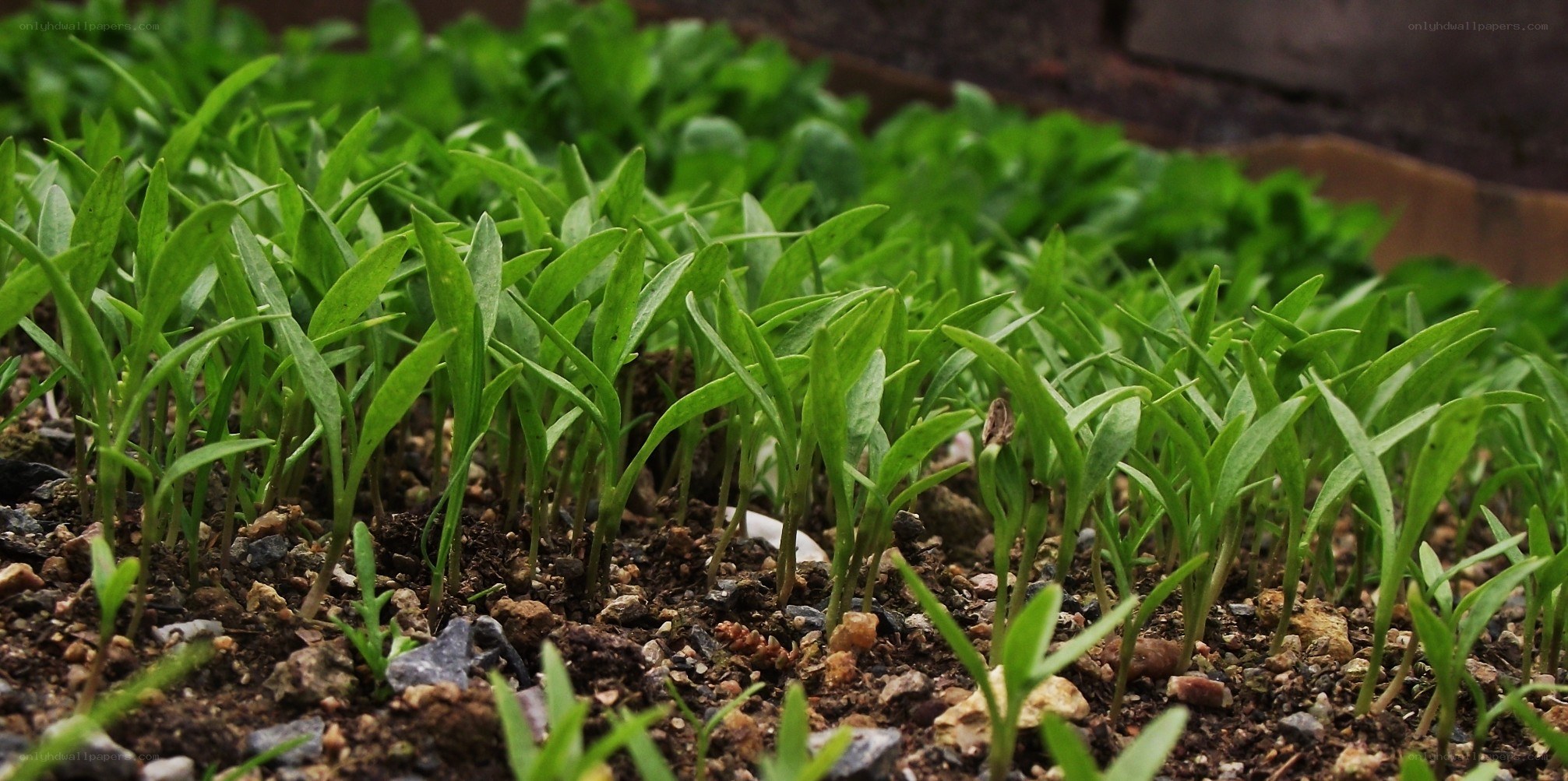seedlings in a garden bed