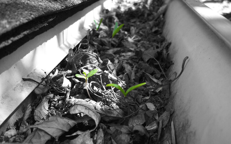 Seedlings in a gutter