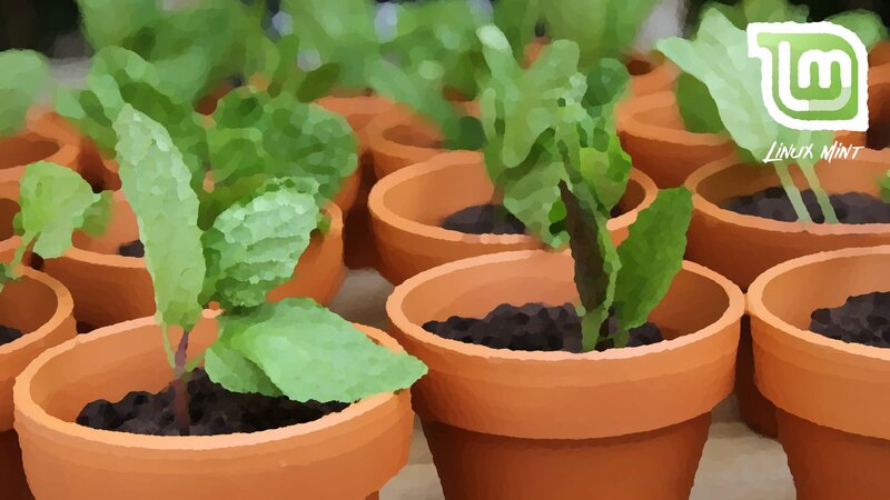 Seedlings in Pots — Green, Calm, Illustration