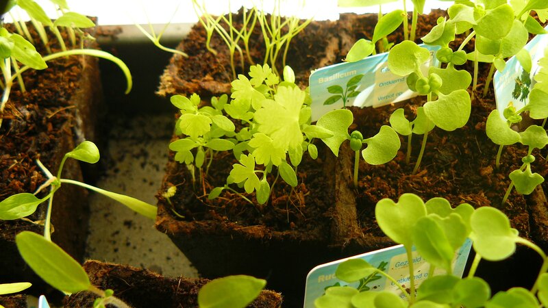 Seedlings in Pots — Green, Calm