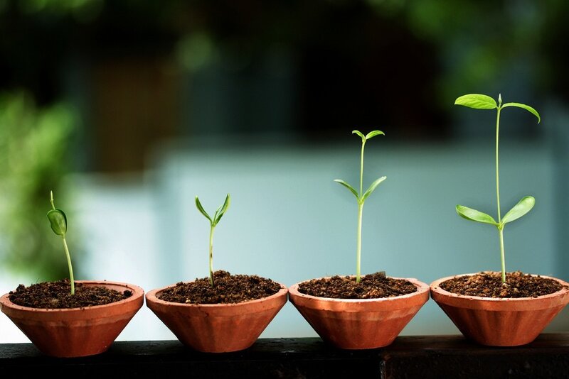 Seedlings in Pots — Green, Serene