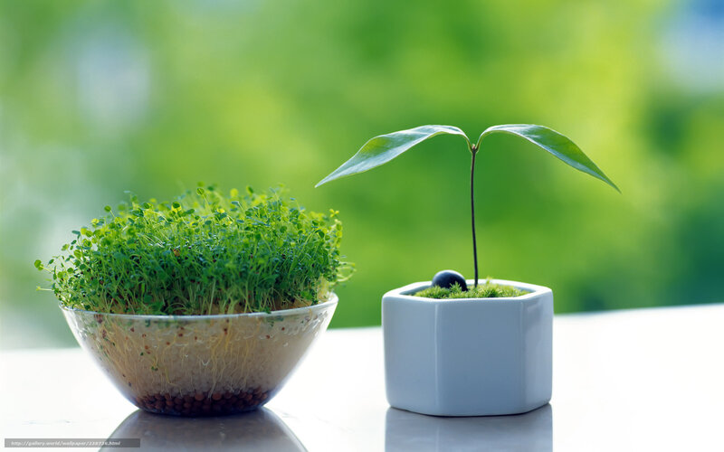 Seedlings in Pots — Green