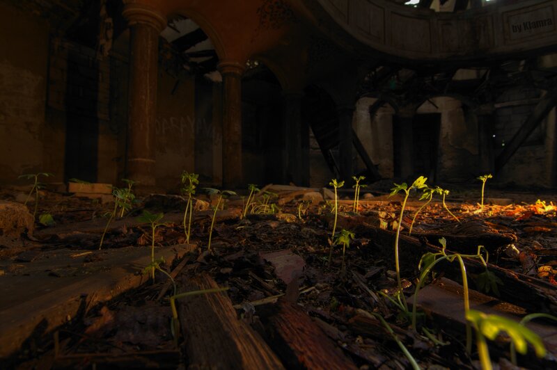Seedlings in Ruins