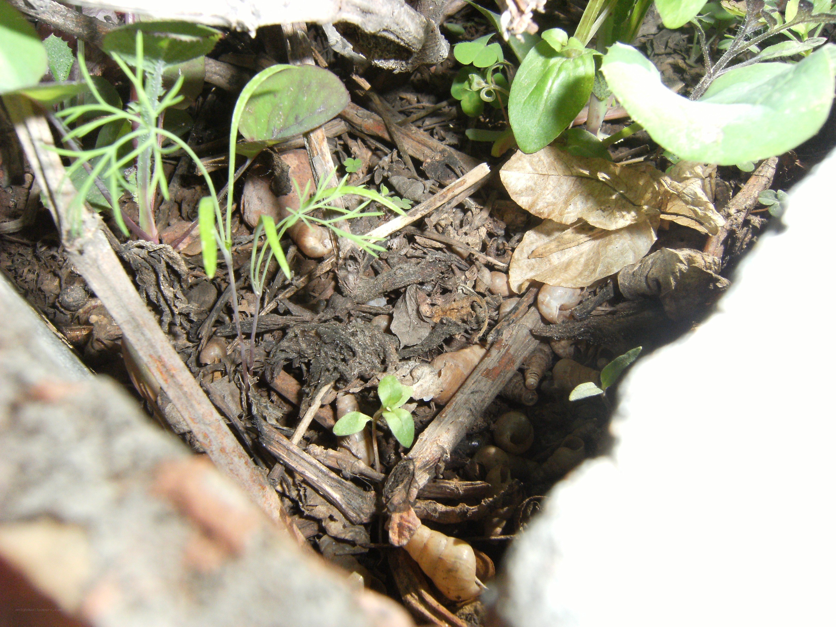 seedlings in soil and debris