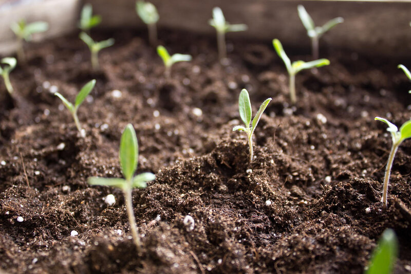 Seedlings in Soil