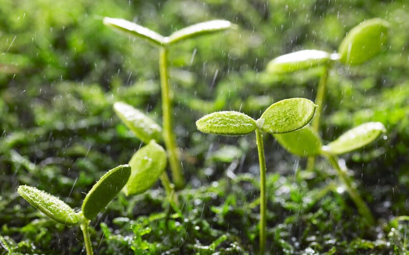 seedlings in the rain