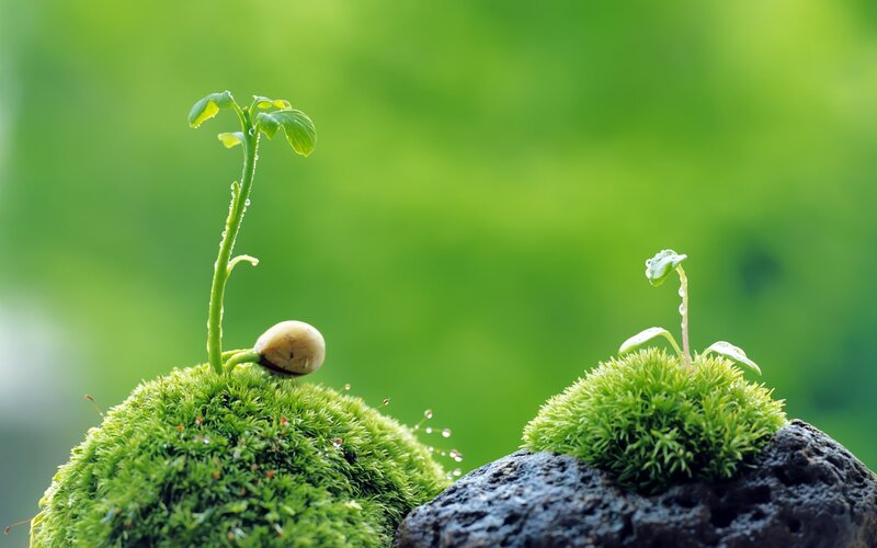Seedlings on Moss