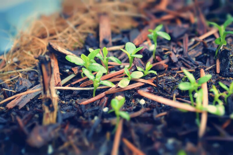 seedlings sprouting in soil