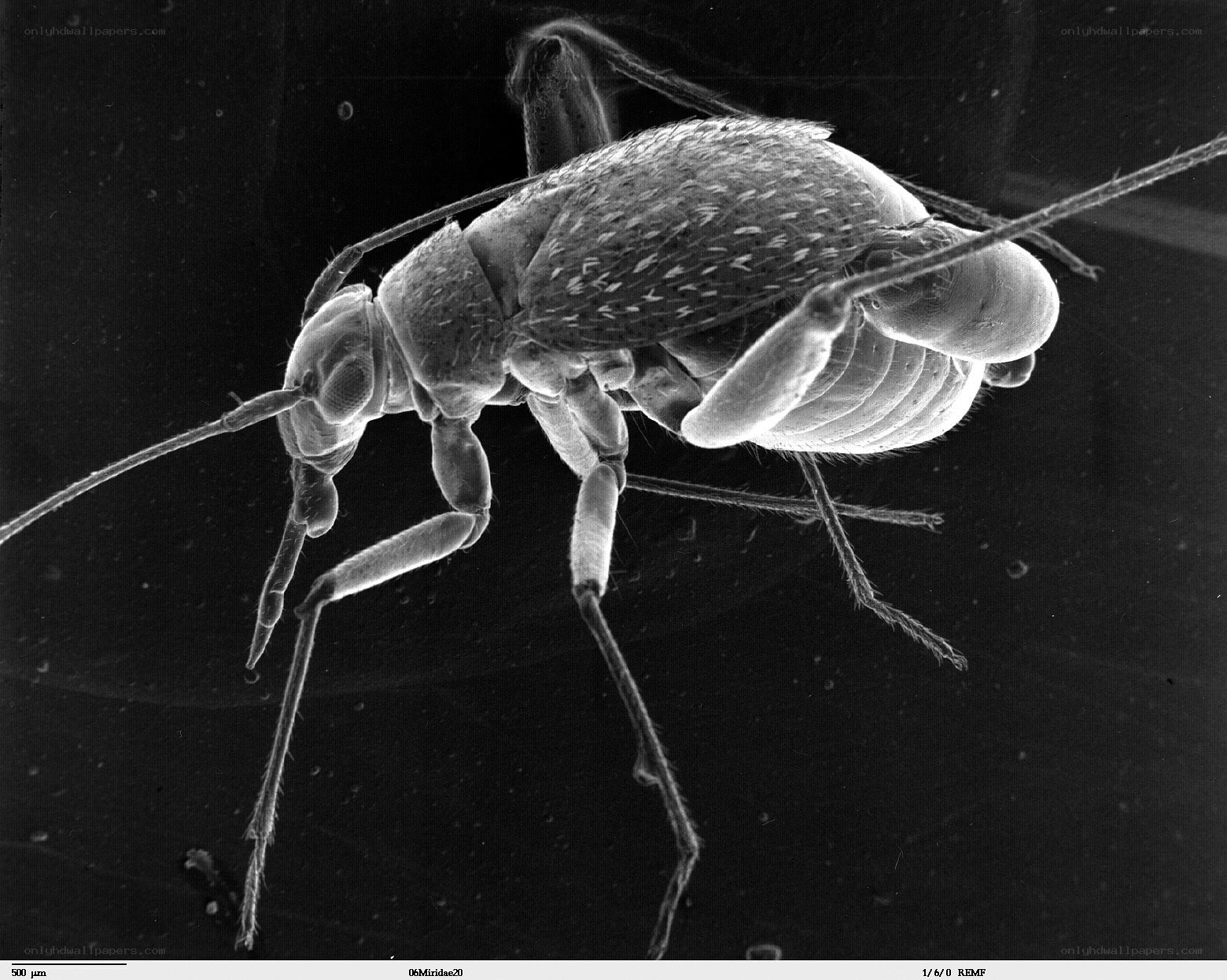SEM image of a mirid bug