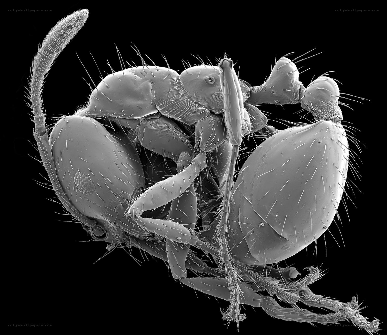 SEM image of a mite