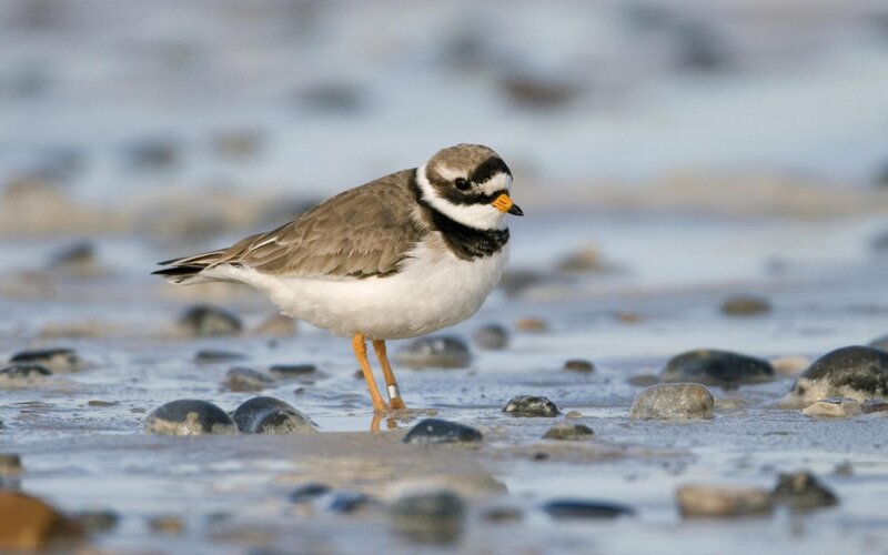 Semipalmated Plover